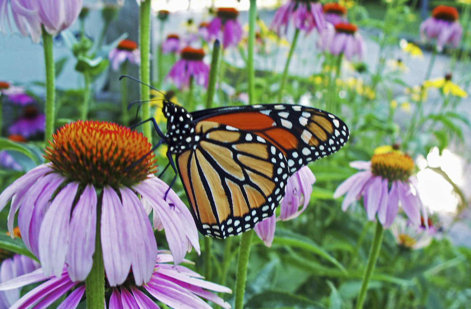 butterfly effect positive leadership at work