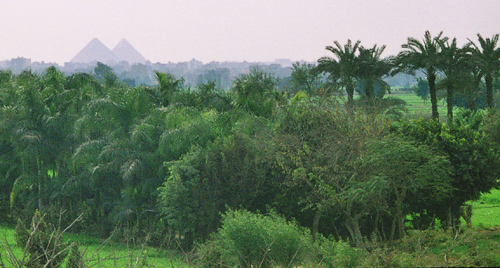 Giza Pyramids from AUC